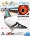 图片暂时未上传