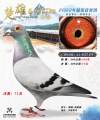 图片暂时未上传