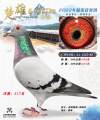 图片暂时未上传