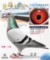 图片暂时未上传
