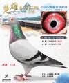图片暂时未上传