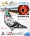 图片暂时未上传