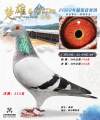 图片暂时未上传