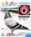 图片暂时未上传