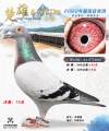 图片暂时未上传