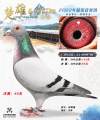 图片暂时未上传