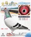 图片暂时未上传