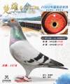 图片暂时未上传