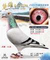 图片暂时未上传
