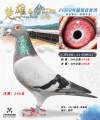 图片暂时未上传