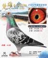图片暂时未上传