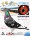 图片暂时未上传