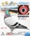 图片暂时未上传