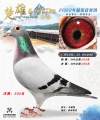 图片暂时未上传