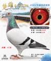 图片暂时未上传