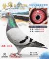 图片暂时未上传