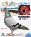图片暂时未上传