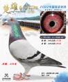 图片暂时未上传