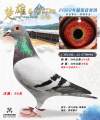 图片暂时未上传