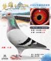 图片暂时未上传