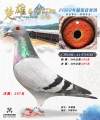 图片暂时未上传