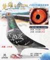 图片暂时未上传
