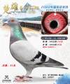 图片暂时未上传