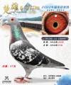 图片暂时未上传
