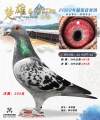 图片暂时未上传