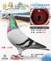 图片暂时未上传