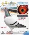 图片暂时未上传