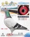 图片暂时未上传