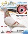 图片暂时未上传