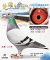 图片暂时未上传