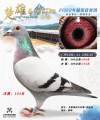 图片暂时未上传