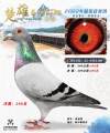 图片暂时未上传
