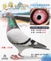 图片暂时未上传