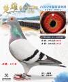图片暂时未上传