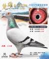 图片暂时未上传