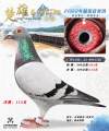 图片暂时未上传