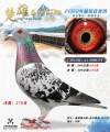 图片暂时未上传
