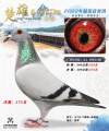 图片暂时未上传