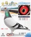 图片暂时未上传