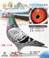 图片暂时未上传