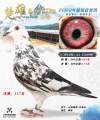 图片暂时未上传