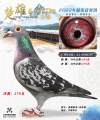 图片暂时未上传