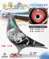 图片暂时未上传