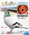 图片暂时未上传