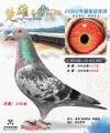图片暂时未上传
