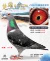 图片暂时未上传